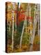 Birch and Maple Trees in Autumn-James Randklev-Premier Image Canvas