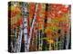 Birch and Maple Trees in Autumn-James Randklev-Premier Image Canvas