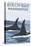 Birch Bay, Washington, Orca Fins-Lantern Press-Stretched Canvas