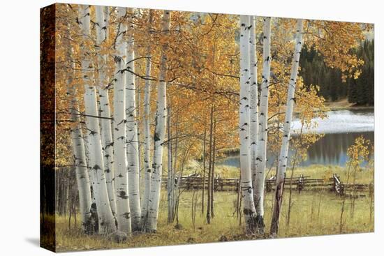 Birch Beauty-Mike Jones-Stretched Canvas