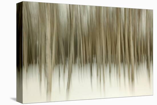 Birch Blur II-Larry Malvin-Premier Image Canvas