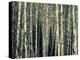 Birch Dream-Robin Dickinson-Stretched Canvas