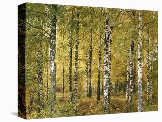 Birch Forest in Early Autumn-Thonig-Premier Image Canvas