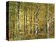 Birch Forest in Early Autumn-Thonig-Premier Image Canvas