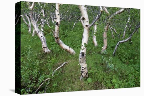 Birch Forest in Iceland-Paul Souders-Premier Image Canvas