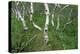 Birch Forest in Iceland-Paul Souders-Premier Image Canvas