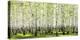 Birch forest in spring-null-Stretched Canvas