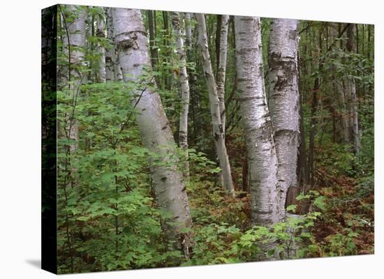 Birch forest, Pictured Rocks National Lakeshore, Michigan-Tim Fitzharris-Stretched Canvas
