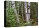 Birch forest, Pictured Rocks National Lakeshore, Michigan-Tim Fitzharris-Stretched Canvas