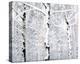 Birch Forest Winter-Parker Greenfield-Stretched Canvas