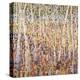 Birch Forest-Jean Cauthen-Stretched Canvas