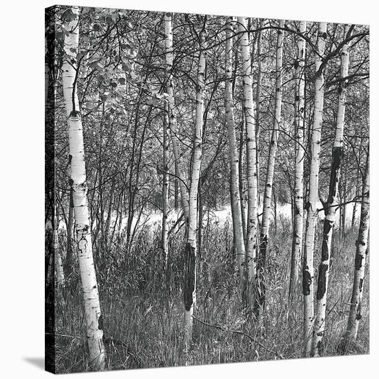 Birch Forest-Erin Clark-Stretched Canvas