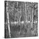 Birch Forest-Erin Clark-Stretched Canvas