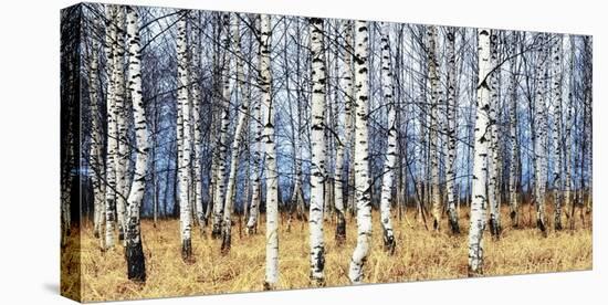 Birch grove in autumn-Oleg Znamenskiy-Stretched Canvas