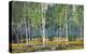 Birch Grove-Robert Moore-Stretched Canvas