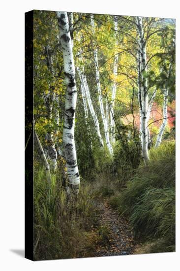 Birch Path III-Danny Head-Stretched Canvas