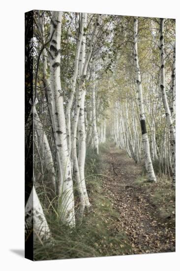Birch Trail-Natalie Mikaels-Premier Image Canvas
