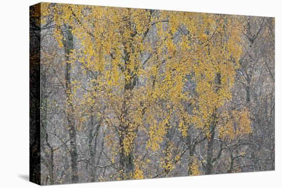 Birch Tree (Betula Pendula) Backlit at Dawn, Cairngorms Np, Glenfeshie, Inshriach, Scotland, UK-Peter Cairns-Premier Image Canvas