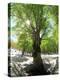 Birch Tree-null-Premier Image Canvas