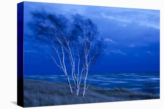 Birch Trees Along Lake Michigan at Dusk-null-Premier Image Canvas