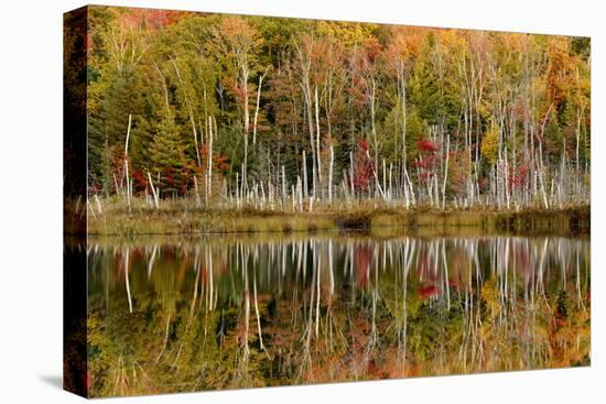 Birch Trees and Autumn Colors Reflected on Red Jack Lake, Upper Peninsula of Michigan-Adam Jones-Premier Image Canvas