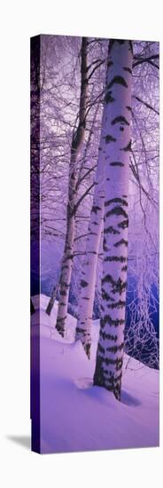 Birch Trees at the Frozen Riverside, Vuoksi River, Imatra, Finland-null-Premier Image Canvas