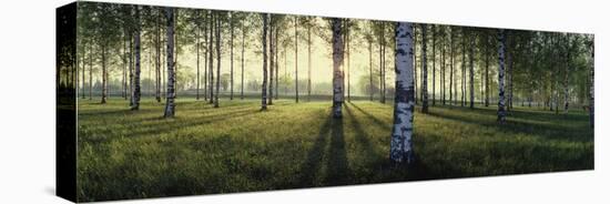 Birch trees by the Vuoksi River, Imatra, Finland-null-Stretched Canvas