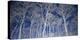 Birch Trees (detail)-Micha Pawlitzki-Stretched Canvas
