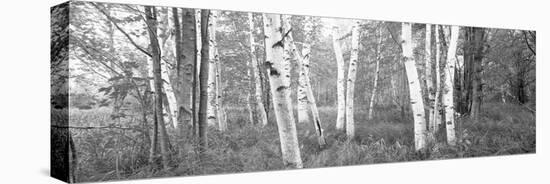 Birch Trees in a Forest, Acadia National Park, Hancock County, Maine, USA-null-Stretched Canvas