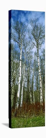 Birch Trees in a Forest, Us Glacier National Park, Montana, USA-null-Stretched Canvas