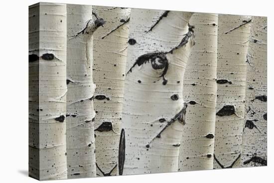 Birch Trees in a Row, Close-Up of Trunks-null-Stretched Canvas