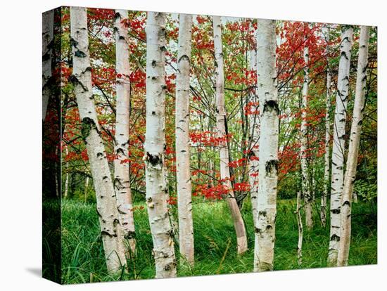 Birch trees in autumn, Acadia National Park, Maine, USA-null-Premier Image Canvas