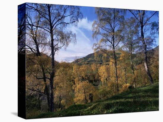 Birch Trees in Autumn, Glen Lyon, Tayside, Scotland, United Kingdom-Kathy Collins-Premier Image Canvas