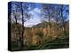 Birch Trees in Autumn, Glen Lyon, Tayside, Scotland, United Kingdom-Kathy Collins-Premier Image Canvas