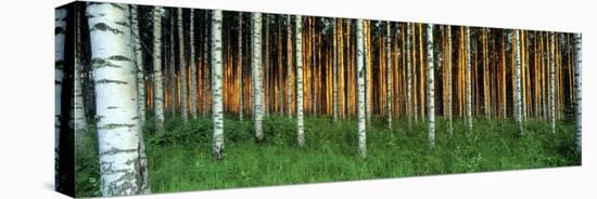 Birch Trees, Saimma, Lakelands, Finland-null-Premier Image Canvas