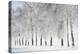 Birch trees with hoarfrost, near Villingen-Schwenningen, Black Forest-Baar-Jochen Schlenker-Premier Image Canvas