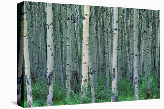 Birch Trees-null-Premier Image Canvas