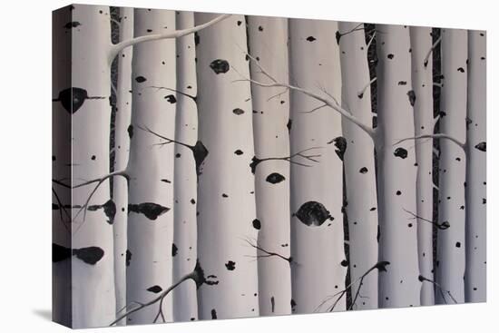 Birch Trees-Tina Palmer-Premier Image Canvas