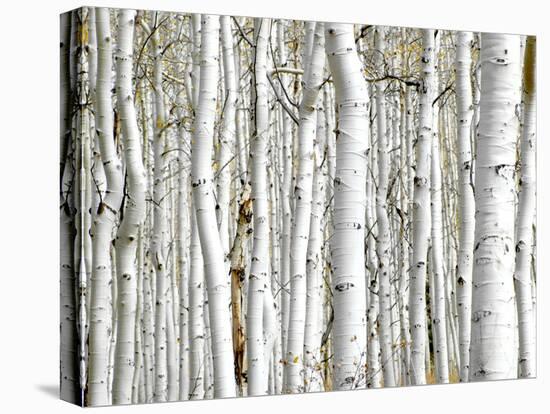 Birch Wood-PhotoINC-Premier Image Canvas