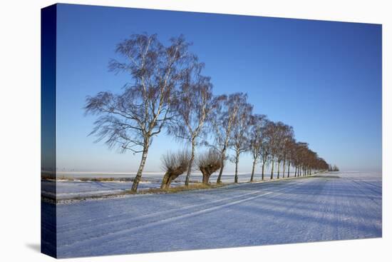 Birches at a Country Lane and Snow-Covered Fields on the Baltic Sea Island Poel Near Wismar-Uwe Steffens-Premier Image Canvas