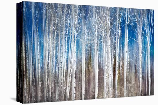 Birches in Spring-Ursula Abresch-Premier Image Canvas