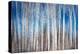 Birches in Spring-Ursula Abresch-Premier Image Canvas