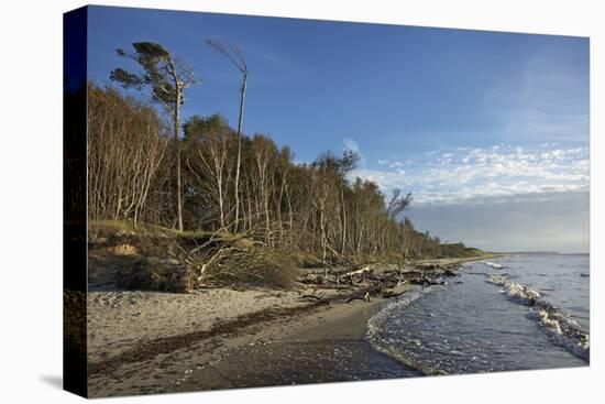 Birches on the Western Beach of Darss Peninsula-Uwe Steffens-Premier Image Canvas