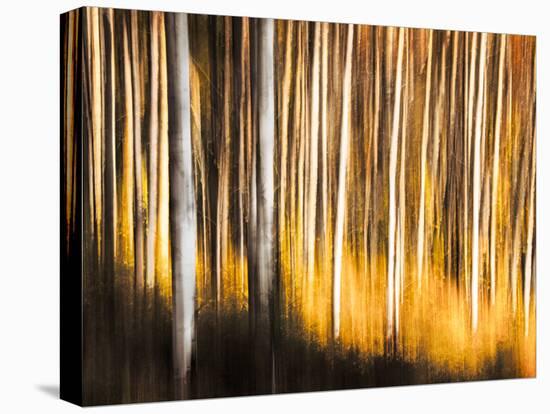 Birches-Ursula Abresch-Premier Image Canvas