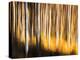 Birches-Ursula Abresch-Premier Image Canvas