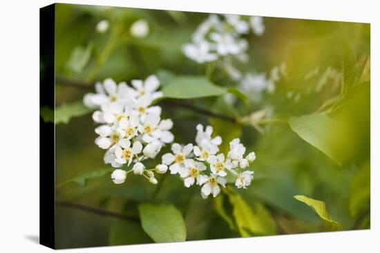 bird cherry, Prunus padus, twig, blossoms-Waldemar Langolf-Premier Image Canvas