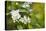 bird cherry, Prunus padus, twig, blossoms-Waldemar Langolf-Premier Image Canvas