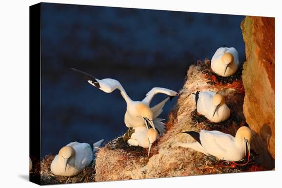 Bird Colony. Mating of Northern Gannet. Coupling of Sea Birds on the Coast Rock. Beautiful Birds In-Ondrej Prosicky-Premier Image Canvas