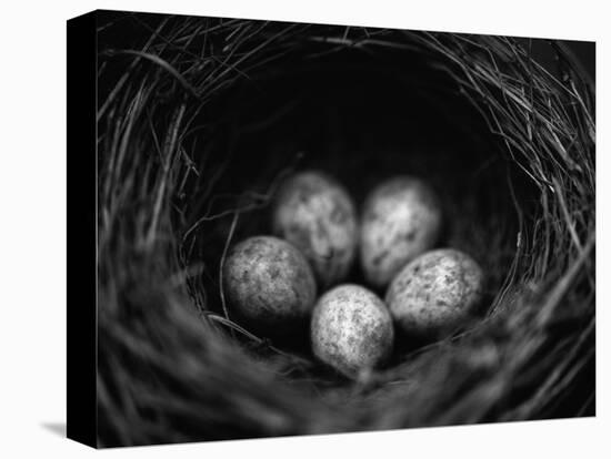 Bird Eggs in Nest-Henry Horenstein-Premier Image Canvas