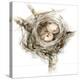 Bird Nest Study I-Ethan Harper-Stretched Canvas